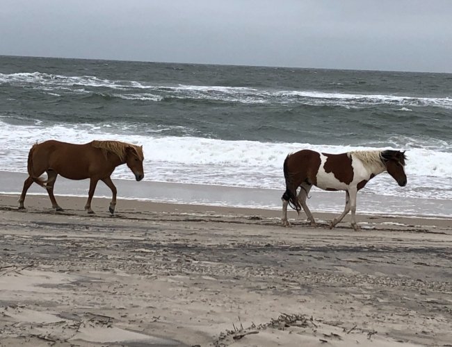 Assateague Island Ponies walking on the beach